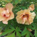 메이하우스 이미지