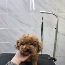 우리 펫 살롱 | [여수애견미용]복슬복슬 푸들의 대변신! 눈매가 살아나는 테디베어컷 미용 후기