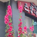 보동이네 이미지