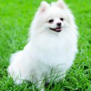 퍼스트 동물메디컬 센터 이미지