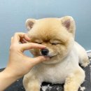 로다샵 이미지