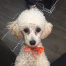 홍은애견미용 이미지