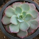 모닝라이트(Echeveria 'Morning Light')를 공동구매합니다.(마감)^^ 이미지