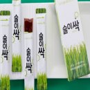 비비드보리