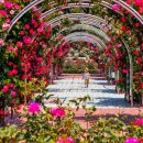 장미축제 이미지