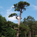 울진소나무 이미지