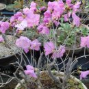 진달래농장 이미지