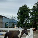 만다리노 이미지