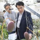 애플망고 이미지