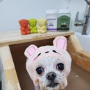 아지케어 이미지