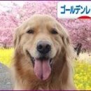 해피 이미지