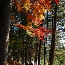 현충원 산책길 이미지