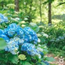 (주)수국 - 광주시 | (주)수국