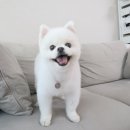 꽃단장하개