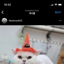 꽃길 걷는 고양이 이미지