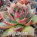 아담&이브 이미지