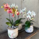 꼬모플레리 이미지