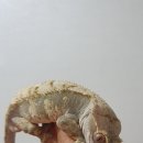 게코스팟