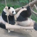 오바이오 이미지