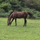 명학목장 이미지