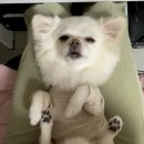 아이유동물메디컬센터 이미지