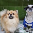 오산25시종합동물병원 이미지