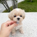 부산강아지분양 앨리펫 이미지