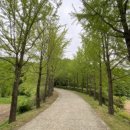 은행나무목장 이미지