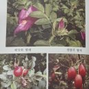 천연향의 이론과 실제 74강 - 자율신경계(行氣利氣)에 감응하는 향로차(香露茶) 이미지