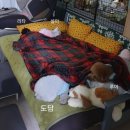 슈가독살롱 이미지