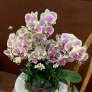 리치가든 이미지