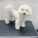 펫스탑 이미지