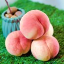 경봉마트 | 딱복러버 복숭아 후기 도도명가 금봉 유명 내돈내산 선물 리뷰 복린이 복겟팅 복픈런