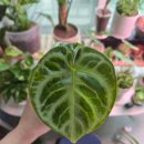 은빛가든 | 오르비폴리아 안스리움 도라야끼 구매 후기｜가든온 식쇼핑 만족 후기