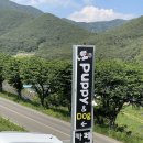 퍼피앤독 이미지