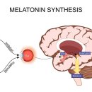 식사에서 멜라토닌을 섭취하면...간암의 리스크 저하. 이미지