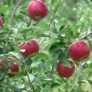 사과나무 이미지