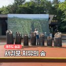 헬로멍 | 서귀포 치유의 숲 멍때리기 대회 후기와 여행정보