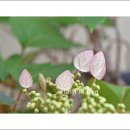 꽃순이 - 부천시 원미구 송내대로 388 | 꽃순이