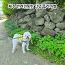 조수초등학교 | 제주 노마드마켓 후기 (반려견과 함께 다녀온 조수리 감성 플리마켓)