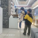 도그마루 동물병원 | 골든 리트리버 예방접종 1차 (도그마루 양정 하이동물병원)