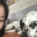 카페.행복 | 서울 애견카페 '행복하개키울고양' 방문후기!
