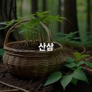 인삼국제시장(외부)_AP2 | 산삼 효능 채집 방법 재배 기술 알아보기