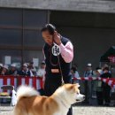 113h Akiho Headquater show 이미지
