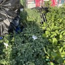 쌍둥이청과 이미지