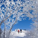 2월9일 계방산 정기산행(참석율 저조로 취소) 이미지