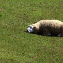 선인목장 이미지