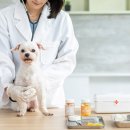 스타동물의료센터 이미지