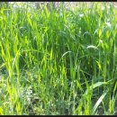 한종농장 이미지