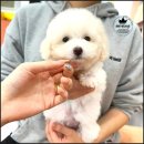 해피애견타운(Happy Pet Town) | 행복한 삶을 만든 구로강아지분양